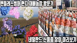 전국 품절!엔들레스썸머 수국 현지농장 답사기 \u0026 네덜란드 신품종 장미묘목 미리보기 /Daelim Nursery (Endless Summer,Hydrangea macrophylla)