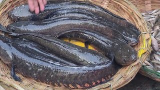 Big desi fish price - ২ কেজি সাইজের এক একটা শোল মাছ ঝাকা কত টাকা বিক্রি হলো দেখুন  | DN Eyes