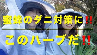 蜜蜂のための寒さ対策とダニ対策をしぜんの力で‼️今日のアイテムは⁉️