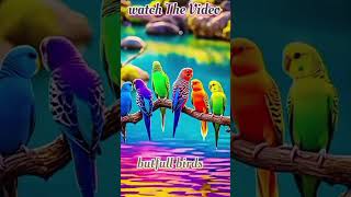 Look at this colourful Birds amazing beautiful ❤️❤️#trending #birds #romantichindisongs