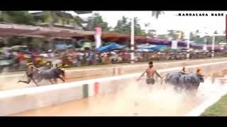 Kolachur Kondottu(padav) Vs Mijar Prasadnilaya @ Puthur kambala (19/20-03-2022)