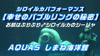 シロイルカパフォーマンス【幸せのバブルリングの秘密】お肌はぷりぷり♂シロイルカのシーリャ【AQUAS しまね海洋館】 JULY 13 2023