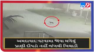 વટવામા દીપડો દેખાયો હોવાની વાત સામે આવી |Tv9gujaratinews