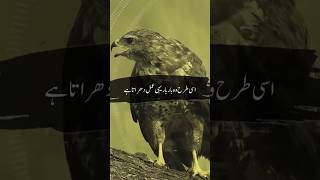 Haram Food in Islam  ☪️ 🕋 #shorts #islam #haram#food #birds ##eating #badeating#quran #youtube