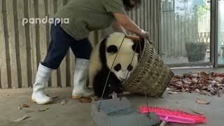 Panda funny moments