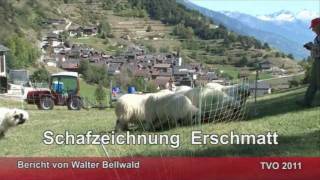 Schafzeichung Erschmatt