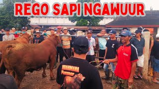 HANTAMAN PMK BIKIN HARGA SAPI LEMON RUSAK‼️PASAR SAPI PLAOSAN MAGETAN