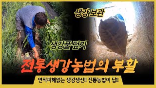 생강썩음병 완벽 해결!! 전통농법이 답!! [국가중요농업유산 완주 봉동생강]