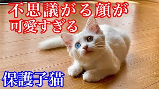 【野良子猫保護】なんにでも興味津々な保護子猫は遊ぶことが大好きです