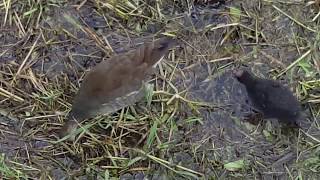 紅冠水雞親子覓食2018/08/12蓮池潭 (Red-crowned water chicken parent-child foraging)