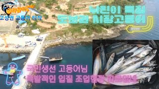 길라잡이TV-방구석 도보권🏃‍♀️경남고성권 동해면 폭발적인 고등어🐟 입성 소식..! 생활낚시 끝판왕이 돌아왔다🐬 낚린이 여러분 빨리 손맛 보세요..🎣