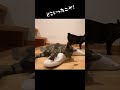 【これってあるある？ 014】 スリッパをけりけり！猫キック！　　 shorts スリッパ あるある 猫好き ねこのいる暮らし 段ボールハウス ニャンテコッタ