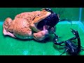 Wow!! Giant Bullfrog Eats Big Crab & Big Scorpion! Asian Bullfrog Live Feeding