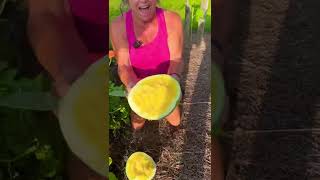 We Grew A Seedless Watermelon In A Raised Bed! 🌱 #hosstools #growyourownfood