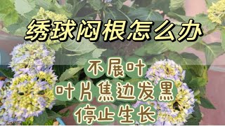 绣球闷根三步解决，遇到叶子焦边、向下卷曲，绣球花僵苗、停止生长要注意喽