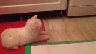 Django Cute Maltese puppy dog barking at toilet paper