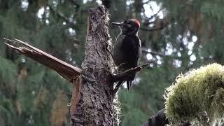 Mountain Moment: Hairy Woodpecker