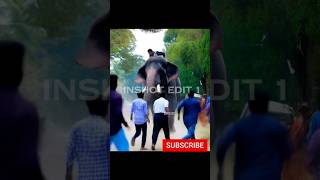 Elephant attacks human 😭 #shots #shortsviral #shorts #short #shortsfeed #ai