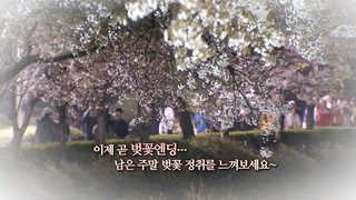 [영상구성] 아름다운 밤 아름다운 벚꽃