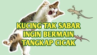Cat Games - Mainan Kucing Tangkap Cicak Kabur