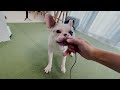 犬が覚醒すると噂のおもちゃを試したフレンチブルドッグの子犬 french bulldog