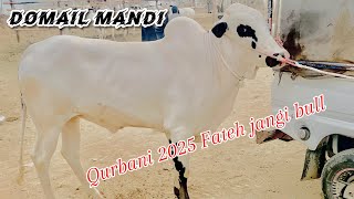 Today domail mandi 21/2/2025 latest update ll taxila mandi ll jamil tv ll