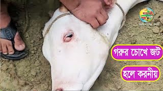 গরুর চোখে জট হলে কি করবো । গরুর চোখের সমস্যা দেখা দিলে কি করবেন || গরুর চোখের সমস্যার সহজ  চিকিৎসা