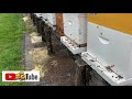 Pollen Traps | Beekeeping | How to | Bee Pollen