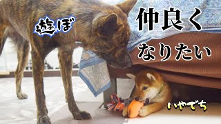 柴犬と遊びたい甲斐犬と、それを無視する柴犬【過去動画】　#甲斐犬 #子犬 　#甲斐犬 #柴犬