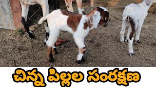 Kids management, Osmanabadi goats, Nari suvarna sheeps.