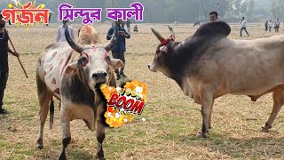 | সিন্দুর কালী'র  গর্জনে মুখরিত সারা মাঠ। এ যেন বিয়ে বাড়ি মনে হচ্ছে Boom 💥 এর শব্দে 😅😂