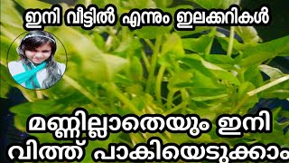 വിഷമില്ലാതെ ഇനി വീട്ടിൽ എന്നും ഇലക്കറികൾ /MICRO GREENS