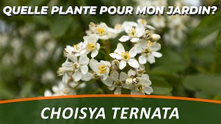 L'ORANGER DU MEXIQUE ou CHOISYA TERNATA - Quelle Plante Pour Mon Jardin ?