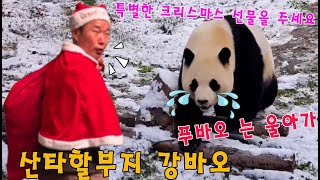 💥아이고! 산타할부지 강바오가 갑자기 나타나 푸바오 에게 크리스마스 특별 간식을 선물받은 주세요  🎁🎅 푸 가 눈물을 참을 수 없었습니다 할부지와 함께 한국으로 돌아가고 싶어 했어