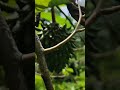 rollinia mucosa fruits rare fruits telugu videos ramanujan s garden.