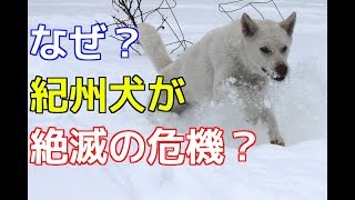 【愛犬のための知識】紀州犬が絶滅の危機？【犬を知る】