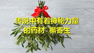 槲寄生在中西方草药学中的应用