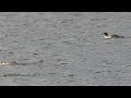 goosanders at herbury bay