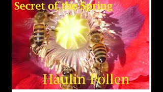 Haulin' Pollen