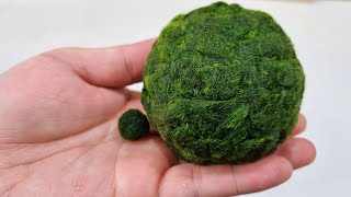 초대형 마리모를 만들어서 키워보자! (Marimo, Moss Ball)