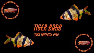 Sims Tropical Fish - Tiger Barb