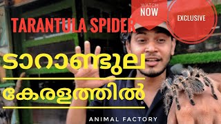 ഭീമൻ ചിലന്തിയെ വീട്ടിൽ വളർത്തിയലോ.? |Tarantula spider care | Malayalam | Animal Factory