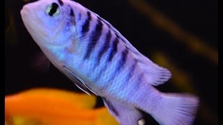 Labidochromis Chisumulae 4k Pyszczaki Cichliden Barsche Malawi Aquarium Tank 576L