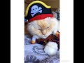 Funny Pirate Cat- turn sound on