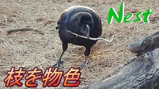 繁殖期 カラスの巣作り 枝を拾うカラス かわいい Crow picking a twig!