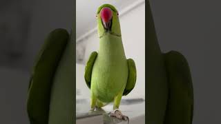 In fiecare zi trebuie sa roada ceva #parrot #papagal #indianringneck #birds #pasari #parrots