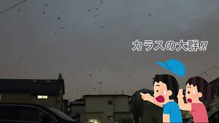 カラスの大群...衝撃の結末!?