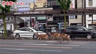 奈良公園の鹿の日常　ここは近鉄奈良駅前🦌🦌🦌🦌✨ Deer driving on the road!