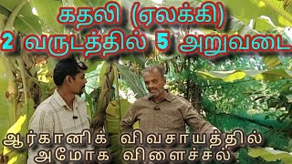 கதலி ( ஏலக்கி ) வாழை இரண்டு வருடத்தில் ஐந்து அறுவடை. @Uyirma-velanmai