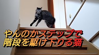 やんのかステップで階段を一気に駆け下りる猫ちゃん